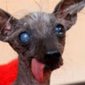 Meet your Posher, Bella